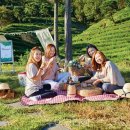 보성녹차닷컴 이미지