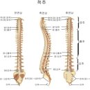 손동철척추교정운동원 네이버블로그