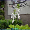 이노센스 이미지