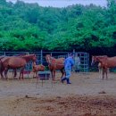 김영희목장 이미지