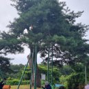 원주굽이길 2코스 700년노송길 이미지