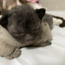 난니꼬양 이미지