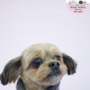 클라라애견 이미지