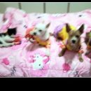 행운냥이 이미지