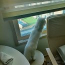 신한철물만물상회 | [리뷰] ZARI 고양이 원목 방묘문 맞춤제작 후기