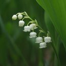 밝은마음 이미지