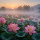 《漢詩散策》 연꽃감상(賞蓮)/郭預(곽예) 고려 이미지