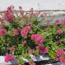 배영유치원 이미지