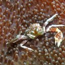 Spotted Porcelain Crab 이미지