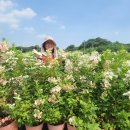 윙키핑키 이미지