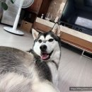 베일리펫케어 네이버블로그