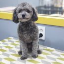 왈왈이발소 이미지