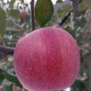 성보농원 이미지