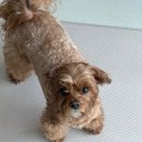 벨하이솝 | [벨하이솝]강아지 천연비누 자운베리솝 설거지비누 키친베리솝 사용해봤어요