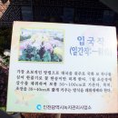 피우 이미지