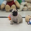 헬로퍼피1 이미지