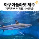 범 아쿠아 | [아이랑 제주 체험] 아쿠아플라넷 제주 완전정복기 (아쿠아리움, 오션아레나, 투명보트 체험, 푸드코트)