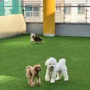 프찌 | 친구들이랑 신나게 놀고 꿀잠 잔 날, 프찌 천안점 유치원 기록 🐶