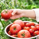 토마토한식 이미지