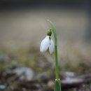 ◆(사진)신구대식물원 설강화(Snowdrop)&amp; ◆마른 수국 이미지