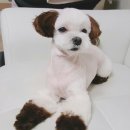 예쁘개해줄개 이미지