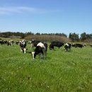 청초농장 이미지