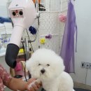 보드레도그 네이버블로그
