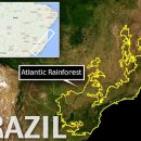 황금개구리 이미지