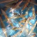 볼몽지엥 | 지금 제주는 한치철, 볼몽지엥하우스