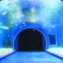 ㈜경포아쿠아리움 이미지