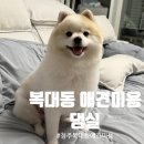 짱이야 애견미용 | [청주 복대동 애견미용] ‘댕실’ 포메라니안 가위컷 물개컷 후기