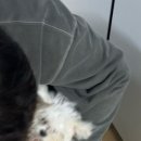 로얄 펫살롱 이미지