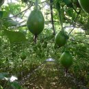 가야농장 이미지