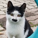 냥이친구 이미지