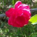 압록유원지 이미지