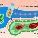 (산성)폰맹탈출스마트폰 활용법 | 혈당관리 크롬 피콜리네이트 복용법 | 2025년 완벽 당뇨 예방 가이드