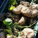 외서농장 이미지