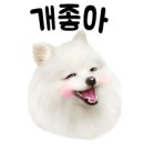 써피써피 이미지