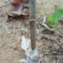 묘하우스 이미지