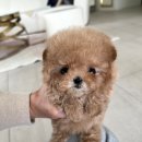 굿모닝퍼피 이미지