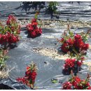 신동농장 이미지