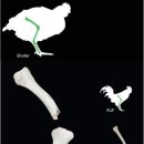 브로일 이미지