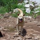 멍멍이를 부탁해 이미지