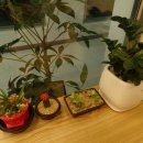 본도시락 부산화명점 이미지