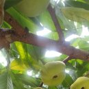 손오공농장 이미지