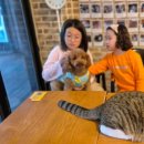 고양이별 캣 카페 이미지