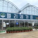 용인 -남사 화훼단지 펠리체가든 예쁜식물들&amp; 희귀한 식물 구경후기