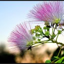 서탄초등학교 이미지