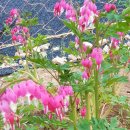 낭천고을 이미지