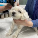 우리동생 동물병원 이미지